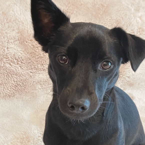 Meet your Posher, Donna - Picture 2 of 8